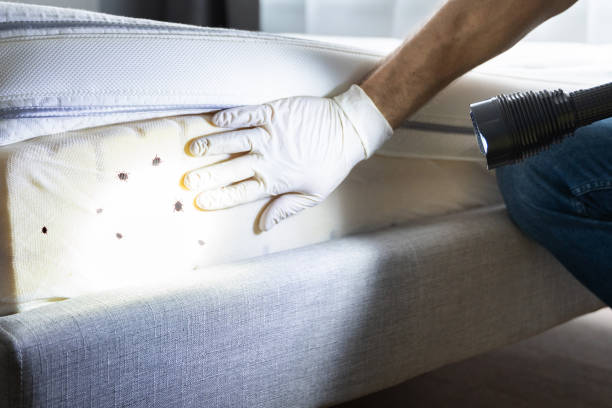 Wasp Removal Services in Mills, WY