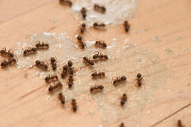 Best Bed Bug Extermination  in Mills, WY