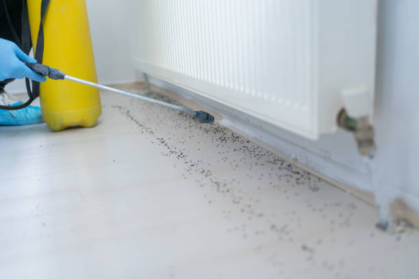 Best Affordable Pest Control Services  in Mills, WY